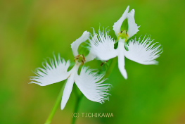 さぎ草まつり昭和記念公園
