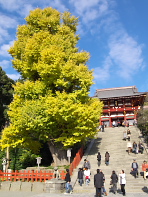鎌倉　大銀杏