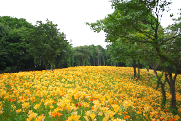 所沢ゆり園