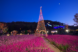 あしかがフラワーパーク光の花の庭