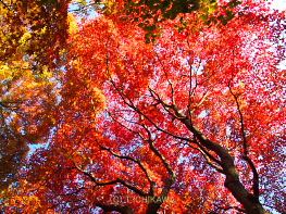 京王百草園紅葉ライトアップ