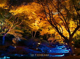六義園紅葉ライトアップ