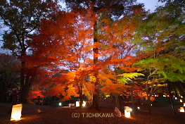 国営武蔵丘陵森林公園 紅葉見ナイト