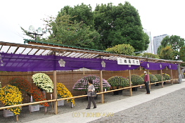 亀戸天神社菊まつり
