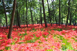 ひだか巾着田 曼珠沙華